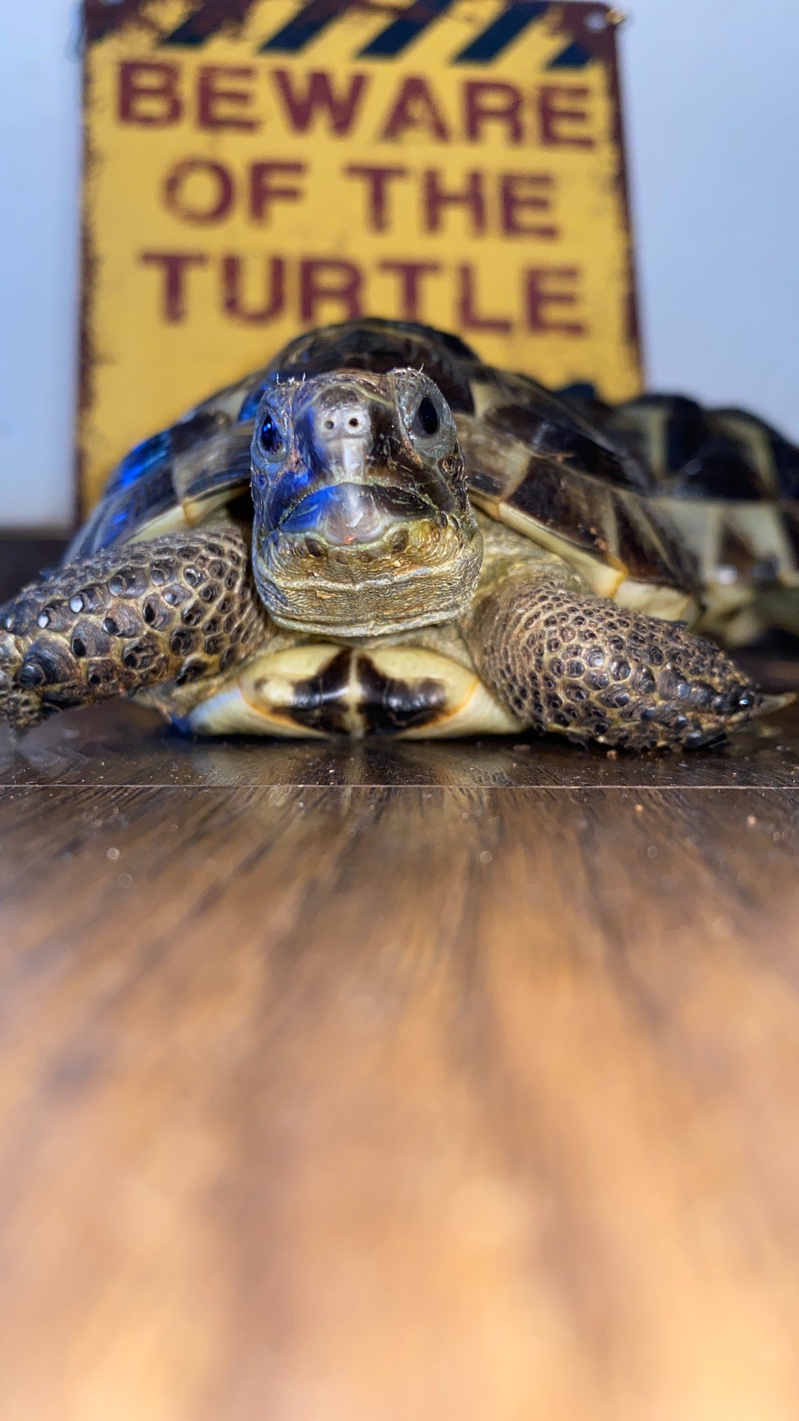 Tortoise gallery photo