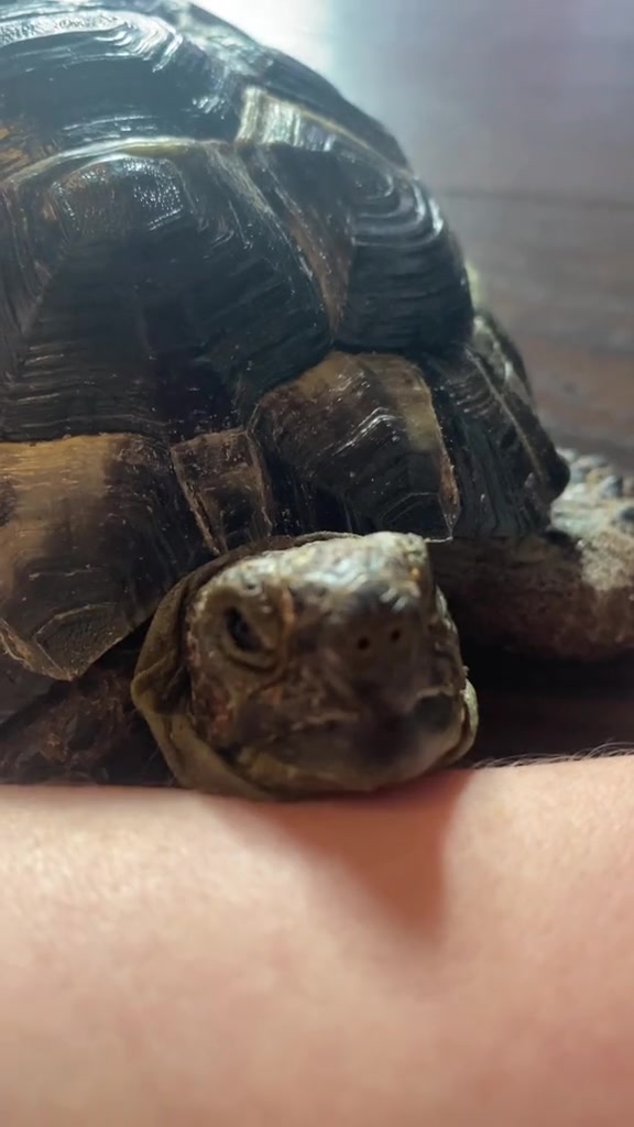 Tortoise video 1