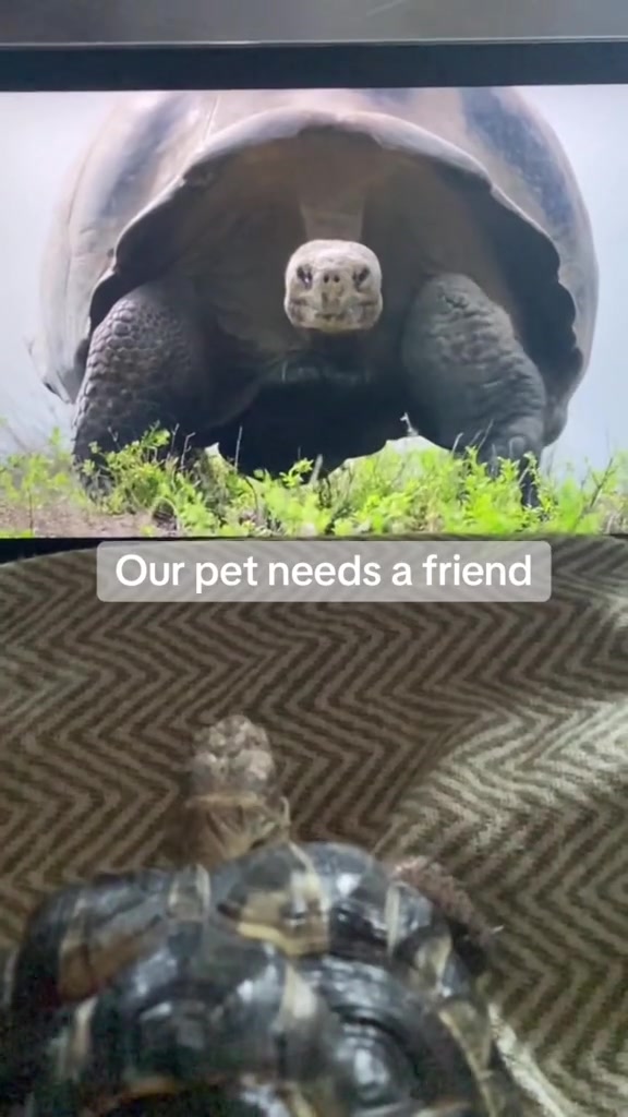 Tortoise video 2