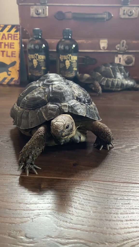Tortoise video 4