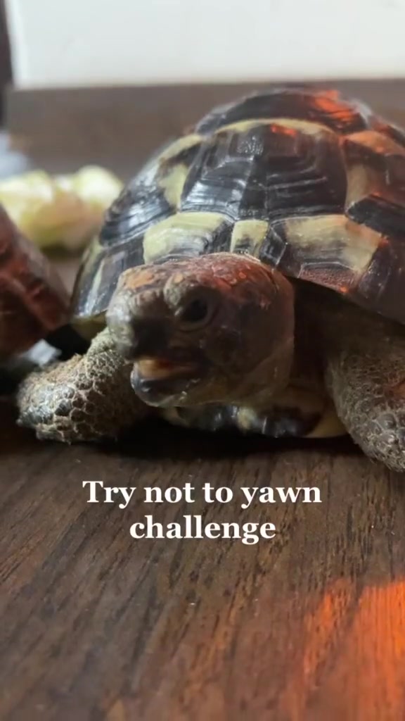 Tortoise video 5