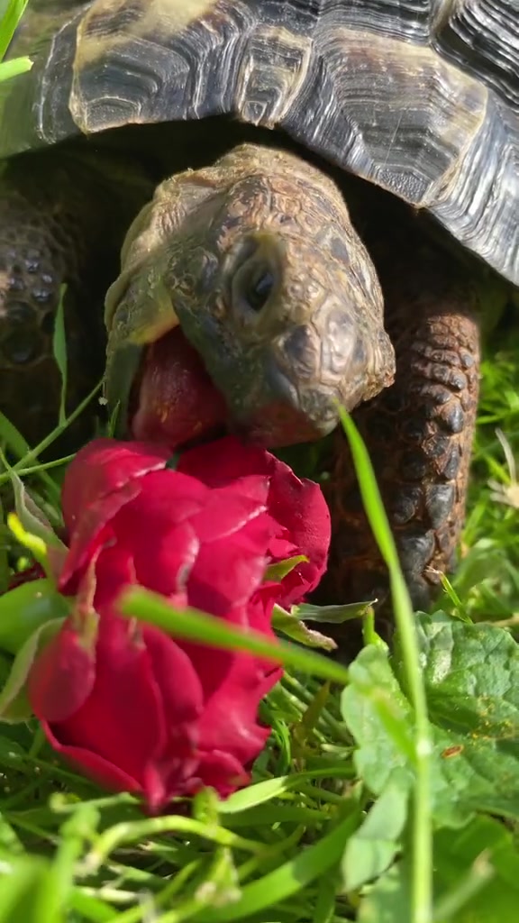 Tortoise video 6