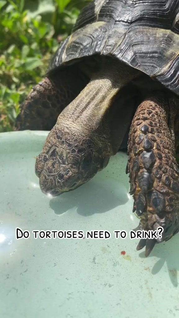 Tortoise video 7