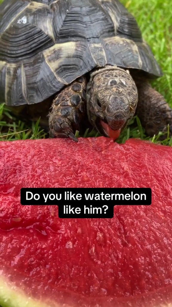 Tortoise video 8