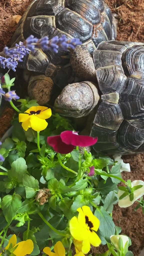 Tortoise video 9