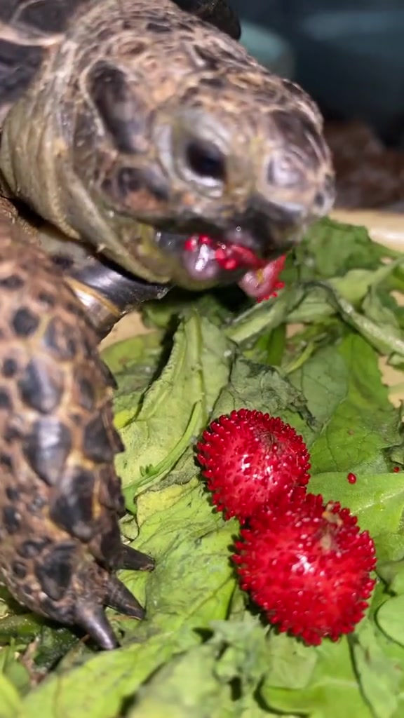 Tortoise video 10